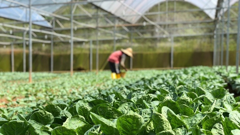 agricultura aliementacion humana actual